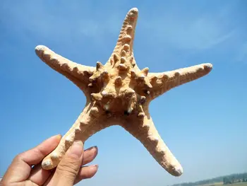HappyKiss Naravno paro kruh zvezda akvarij okraski Sredozemlju gospodinjski okras stenske nalepke Osebke