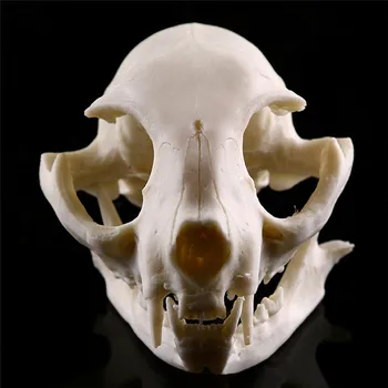 Realno Mačka Lobanje Smolo Replika Poučevanja Skelet Modela Akvarij Halloween Kostume Grozno Dobave Doma Decora