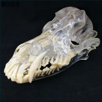 Poučevanje Veterinarski Živali model osebkov Pes Dentition Model pes zobe lobanje čeljustni kosti pregleden rešitev skobljanje