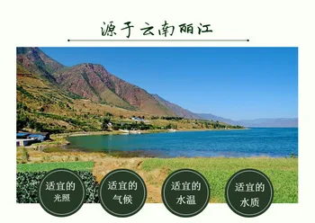 Kitajski Yunnan Green Ekološka Spirulina Naravni Čaj Tablete Proti utrujenosti Povečanje-imunski Slim Spirulina Tablet