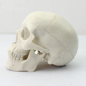 Oprema Človeške Lobanje Anatomski Model Umetnosti Haunted House Party Replika Dekoracijo Medicinske Poučevanja Okostje Iskanje