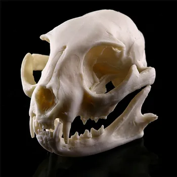 Realno Mačka Lobanje Smolo Replika Poučevanja Skelet Modela Akvarij Halloween Kostume Grozno Dobave Doma Decora